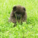Bella Klein´s Pomeranian