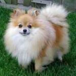 Pomeranian