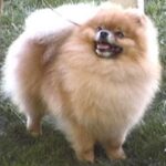 Pomeranian