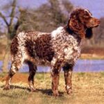 Pont-Audemer Spaniel