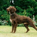 Pont-Audemer Spaniel