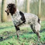 Pont-Audemer Spaniel