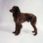 Pont-Audemer Spaniel