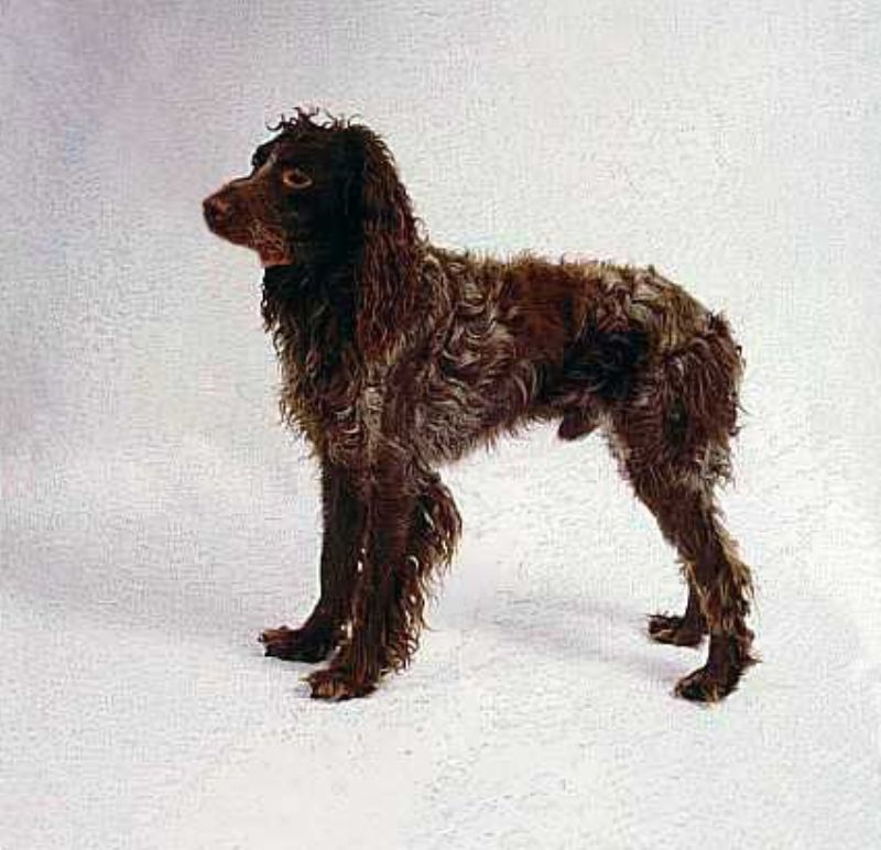 Pont-Audemer Spaniel