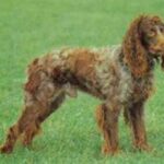 Pont-Audemer Spaniel