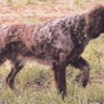 Pont-Audemer Spaniel