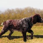Pont-Audemer Spaniel