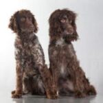 Pont-Audemer Spaniel