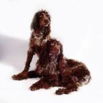 Pont-Audemer Spaniel