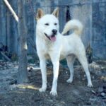 Poongsan Dog