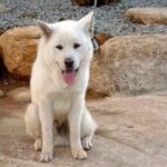 Poongsan Dog