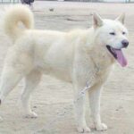 Poongsan Dog