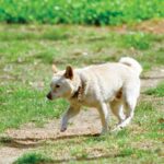 Poongsan Dog