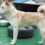 Poongsan Dog