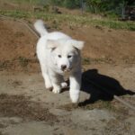 Poongsan Dog
