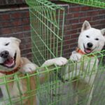 Poongsan Dog