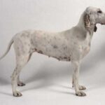Porcelaine