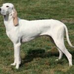 Porcelaine