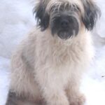 Portugisisk Gjeterhund