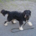 Portugisisk Gjeterhund
