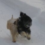 Portugisisk Gjeterhund