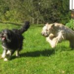 Portugisisk Gjeterhund