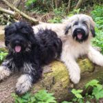 Portugisisk Gjeterhund