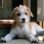Portugisisk Gjeterhund