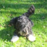 Portugisisk Gjeterhund