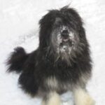 Portugisisk Gjeterhund