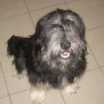 Portugisisk Gjeterhund