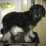 Portugisisk Gjeterhund