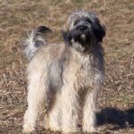 Portugisisk Gjeterhund