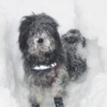 Portugisisk Gjeterhund