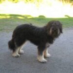 Portugisisk Gjeterhund