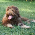 Portugisisk Gjeterhund