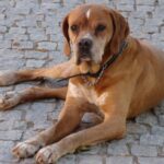 Portugisisk Pointer