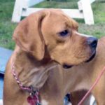 Portugisisk Pointer