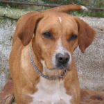 Portugisisk Pointer