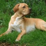 Portugisisk Pointer