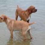 Portugisisk Pointer