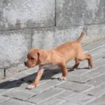 Portugisisk Pointer