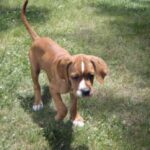 Portugisisk Pointer