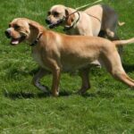 Portugisisk Pointer