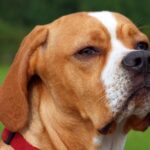Portugisisk Pointer