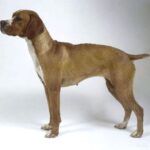 Portugisisk Pointer