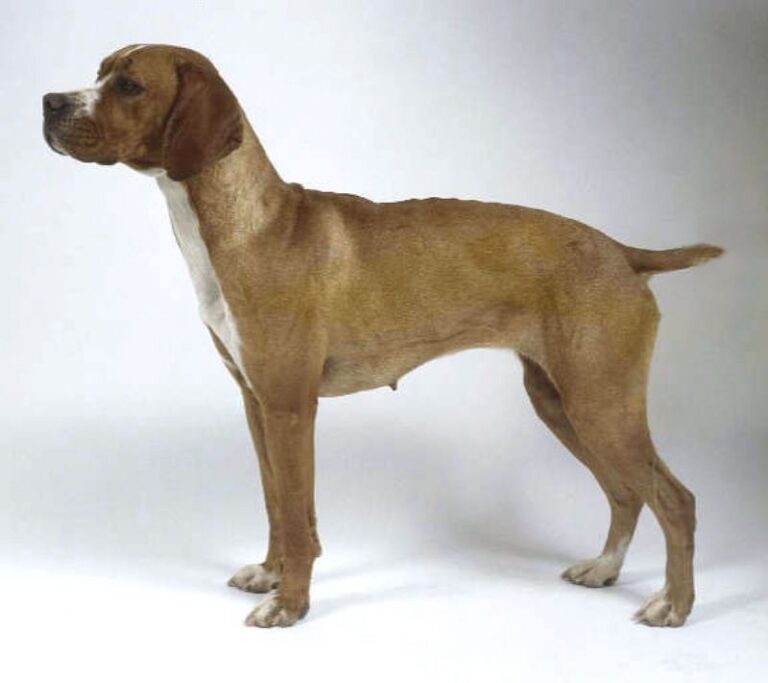 Portugisisk Pointer