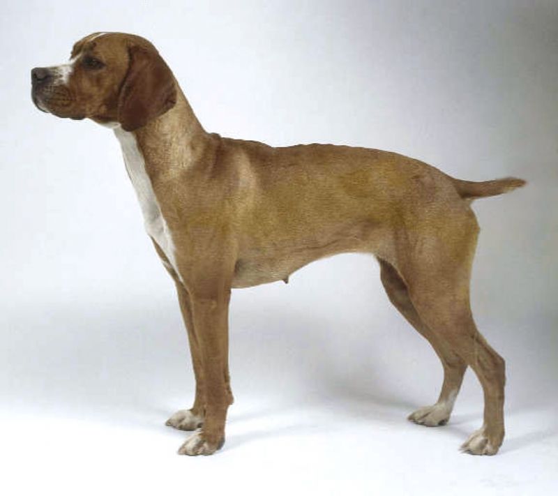 Portugisisk Pointer