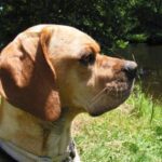 Portugisisk Pointer