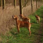 Portugisisk Pointer